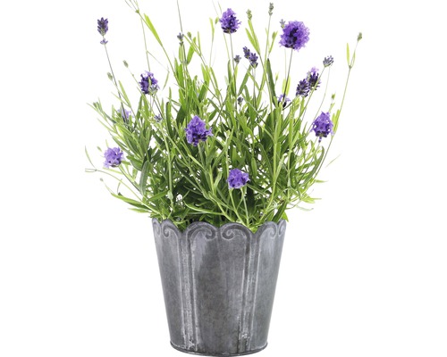 Levandule v dekorativním květináči