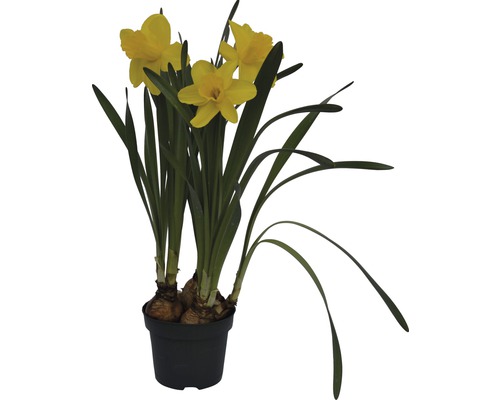 Narcis FloraSelf Narcissus pseudonarcissus 'Lucky Number' Ø 12 cm květináč