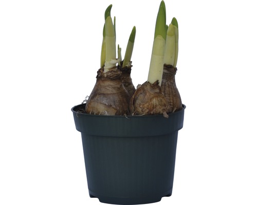 Květinové cibule v květináči