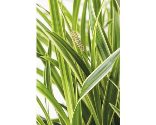 Ostřice bíle panašovaná FloraSelf Carex oshimensis 'Everest' 5-30 cm květináč Ø 14 cm