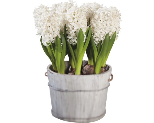 Hyacinty v dekorativním kbelíku