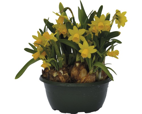 Narcis Narcissus pseudonarcissus 'Tete a Tete' Ø 16 cm květináč