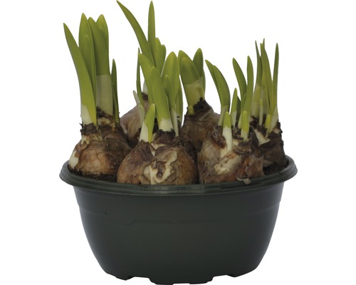 Cibulky narcisů v květináči