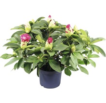 Rhododendron v květináči s poupaty