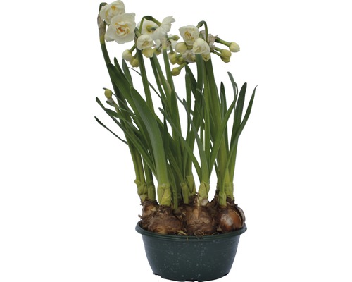Narcis FloraSelf Narcissus pseudonarcissus 'Bridal Crown' Ø 16 cm květináč