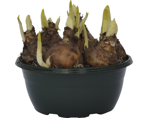 Cibule narcisů v květináči