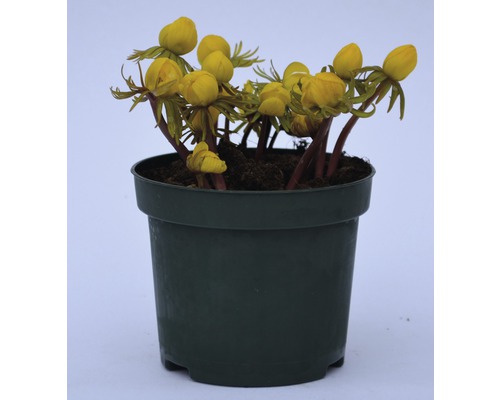 Talovín v květináči