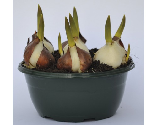 Cibulky květin v květináči se zeminou