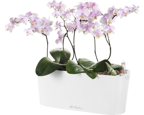 Orchideje v bílém květináči Lechuza se zavlažovacím systémem