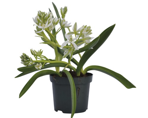 Ornithogalum bílé rostlina v květináči
