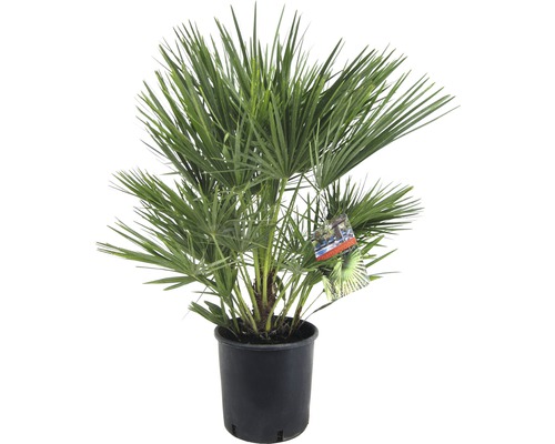 Žumara nízká Chamaerops humilis výška 80 cm květináč Ø 21 cm