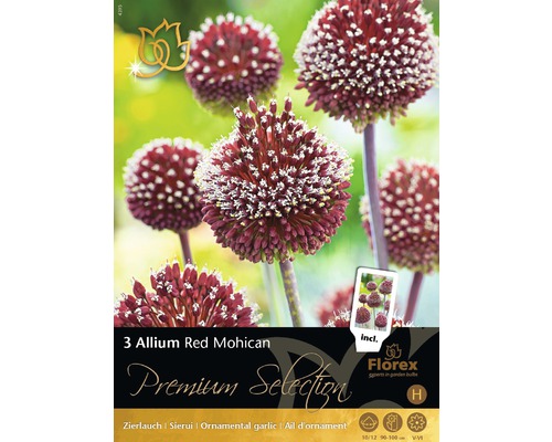Okrasný česnek červený Premium 'Allium Red Mohican' 3 ks