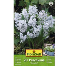 Balení 20 cibulovin Puschkinia libanotica