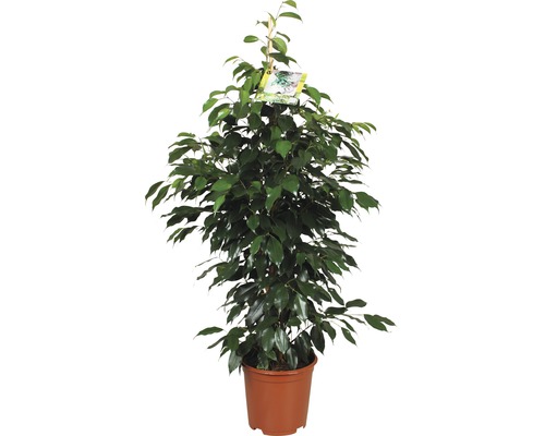 Fíkus benjamin FloraSelf Ficus benjamina 'Danielle' výška 110 cm květináč Ø 21 cm Fíkovník v květináči