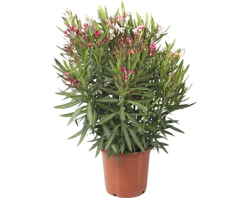 Oleandr Tricolor FloraSelf Nerium oleander výška 40-60 cm květináč Ø 25 cm