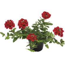 Sporýš lékařský FloraSelf Verbena x hybrida květináč Ø 12 cm 1 ks, různé barvy