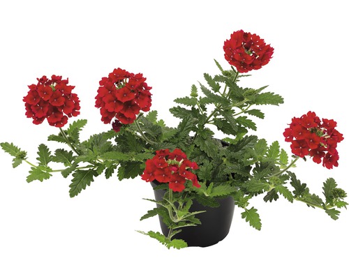 Sporýš lékařský FloraSelf Verbena x hybrida květináč Ø 12 cm 1 ks, různé barvy Sporýš v květináči s červenými květy