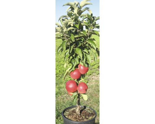 Jabloň v květináči s jablky