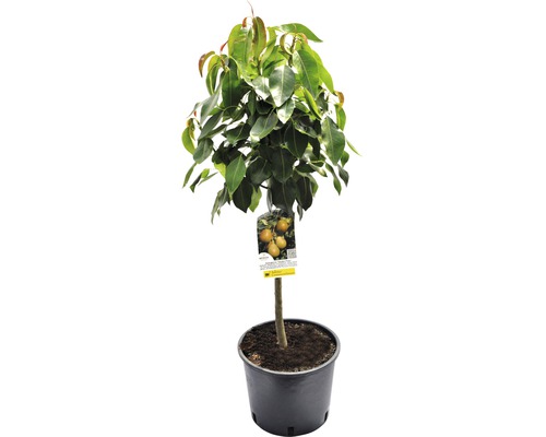 Hrušeň zakrslá FloraSelf Bio Pyrus communis 'Delsanne' kmínek 40 cm celková výška cca 60-80 cm květináč 7,5 l