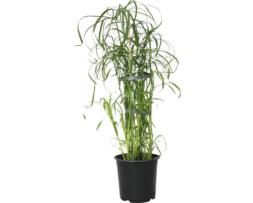 Šáchor střídavolistý FloraSelf Cyperus alternifolius výška 45-55 cm květináč Ø 14 cm
