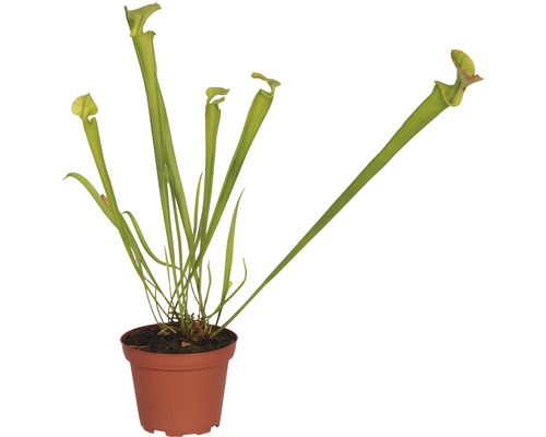 Láčkovka v květináči