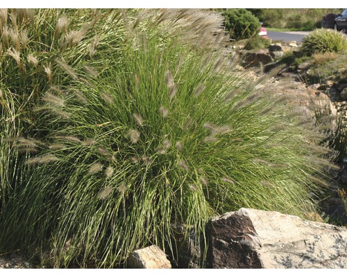 Trsy trávy v zahradě