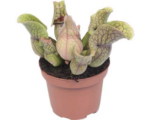 Špirlice masožravá rostlina FloraSelf Sarracenia 18-40 cm květináč Ø 9 cm 1 ks, různé druhy