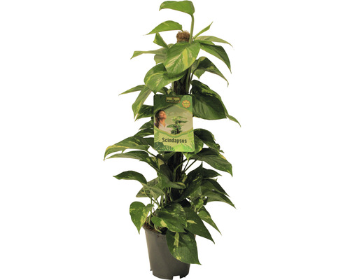 Šplhavnice žlutě panašovaná FloraSelf Scindapsus aureum výška 80-90 cm květináč Ø 19 cm