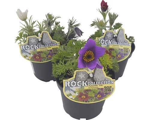 Koniklec Trio ROCKCollection FloraSelf Pulsatilla 10-20 cm 3 barvy v květináči Ø 13 cm 1 ks