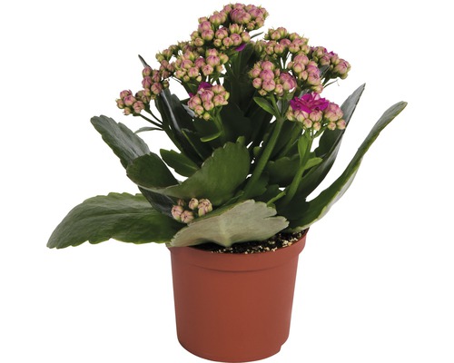 Kolopejka vděčná FloraSelf Kalanchoe blossfeldiana 10-15 cm Ø 7 cm květináč 1 ks, různé barvy