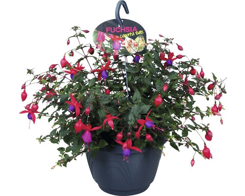 Fuchsie závěs FloraSelf Fuchsia kultivar květináč Ø 21 cm 1 ks, různé druhy Závěsný květináč fuchsie s červenými a fialovými květy