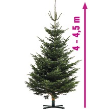 Nordmannova jedle o výšce 4 až 4,5 metru