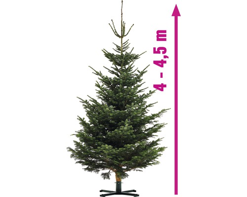 Nordmannova jedle o výšce 4 až 4,5 metru