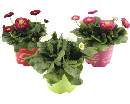 Sedmikráska chudobka červená FloraSelf Bellis perennis květináč Ø 10,5 cm 1 ks Tři rostliny sedmikrásek v květináčích