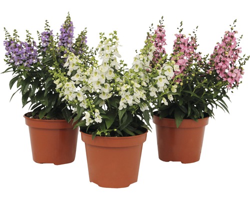 Tři hrnkové rostliny s květy