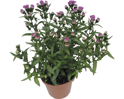 Květina v květináči s purpurovými poupaty a zelenými listy