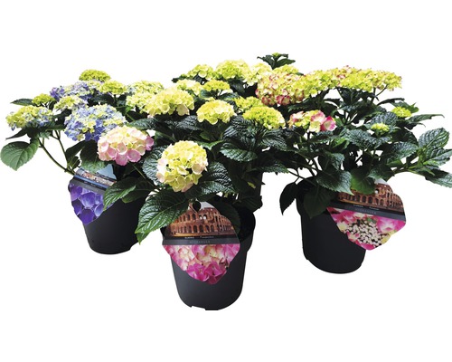 Hortenzie velkolistá mix FloraSelf Hydrangea macrophylla 25-30 cm květináč 5 l 1 ks, různé druhy