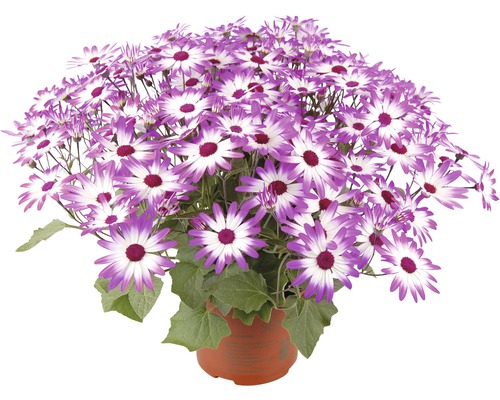Starček, cinerárie FloraSelf® Senecio senetti květináč Ø 15 cm 1 ks, různé druhy Kvetoucí starček v květináči