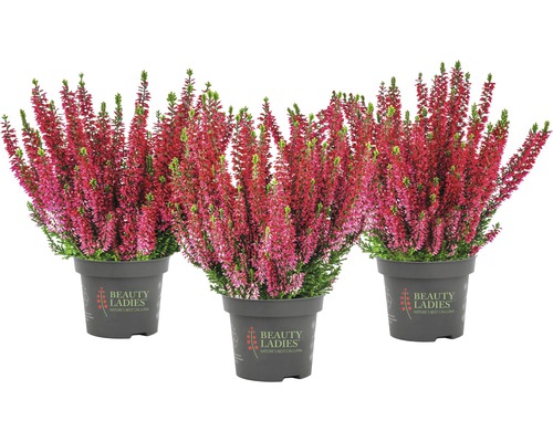 Tři rostliny vřesu v květináči