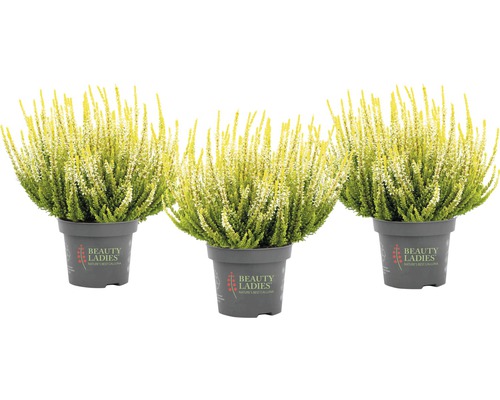 Tři vřesy v květináči