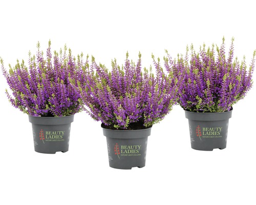 Tři hrnkové květiny s fialovými květy vřesu