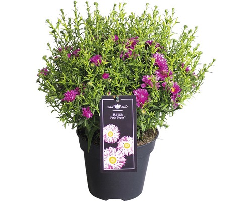 Astřička nízká FloraSelf Aster dumosus 'Pink Topas' výška 40-45 cm květináč Ø 17 cm