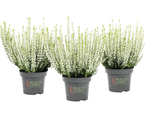 Tři hrnkové rostliny vřes s bílými květy