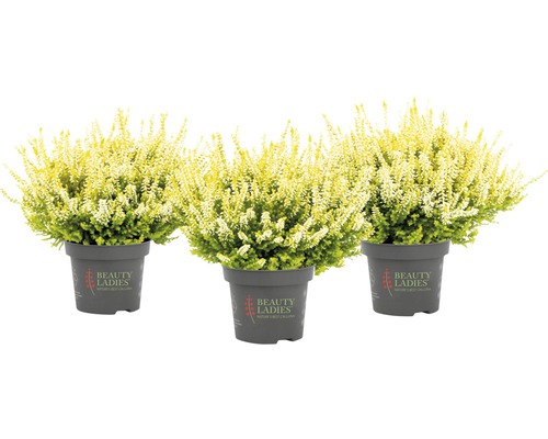 Tři rostliny vřesu v květináči