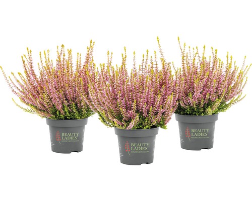 Tři vřesy obecné v květináčích