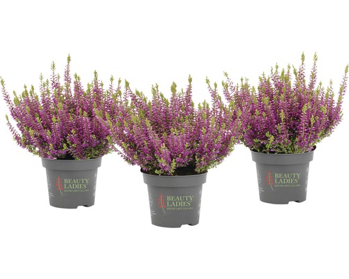 Tři hrnkové vřesy s fialovými květy