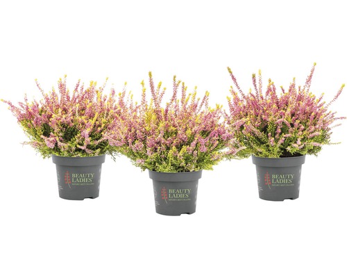 Tři vřesy v květináči