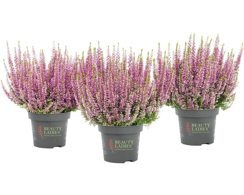 Tři vřesy v květináčích