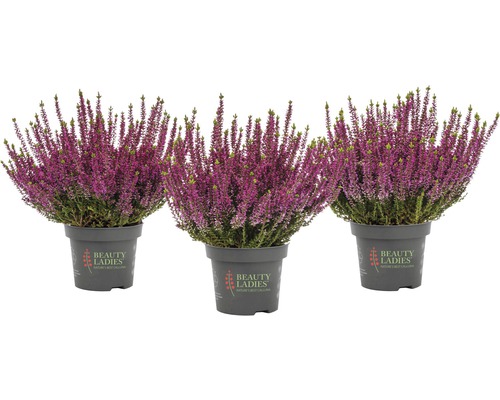 Tři květináče vřesu s fialovými květy