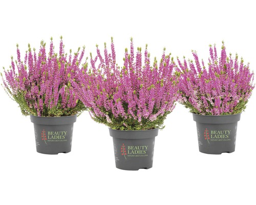 Tři vřesy v květináči